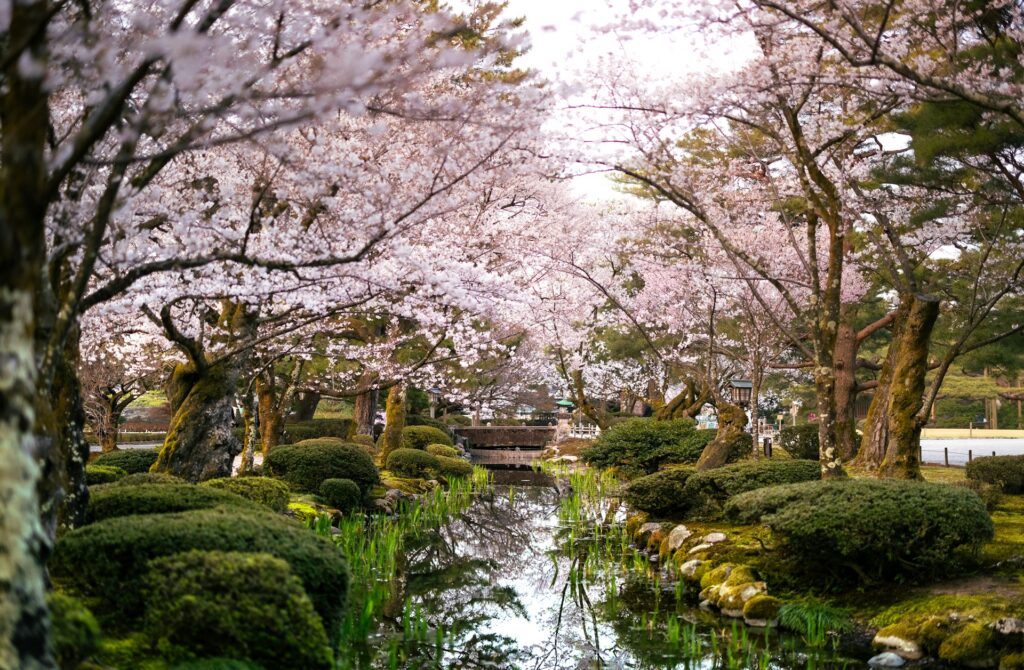 Cherry blossoms in Kanazawa in spring