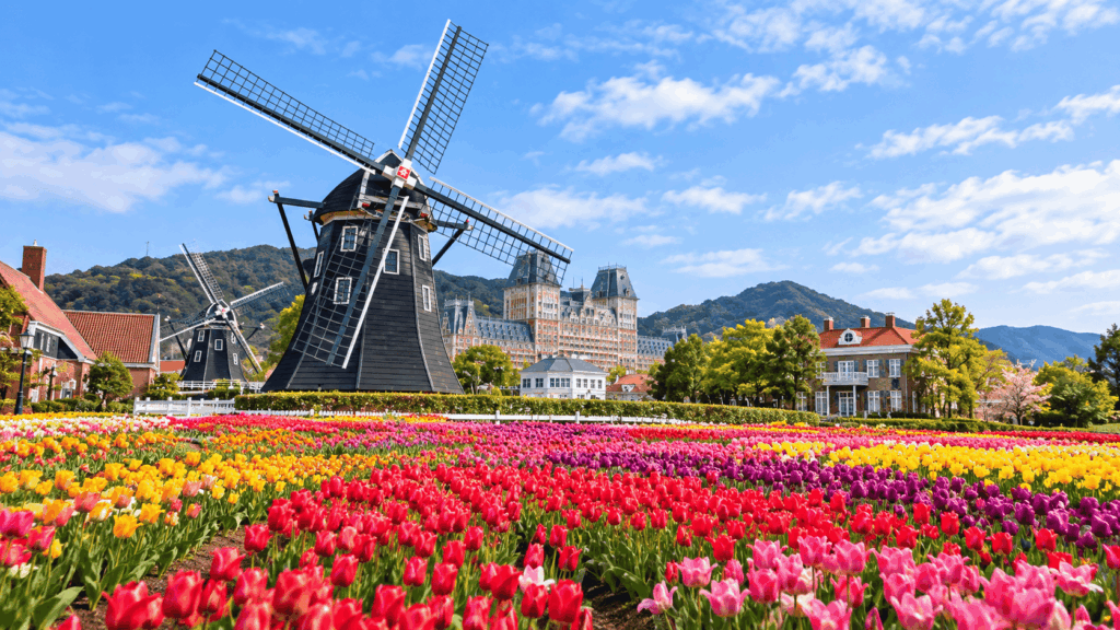 Colorful tulip fields and traditional Dutch windmills at Huis Ten Bosch theme park in Sasebo, Nagasaki, Japan